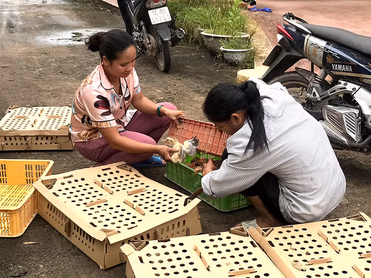 Người dân xã Thanh Sơn nhận gà giống. 