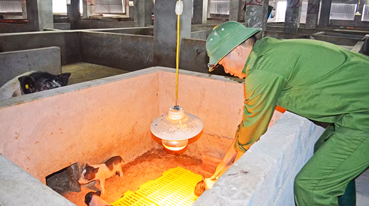 Chăn nuôi lợn sinh sản Móng Cái tại 