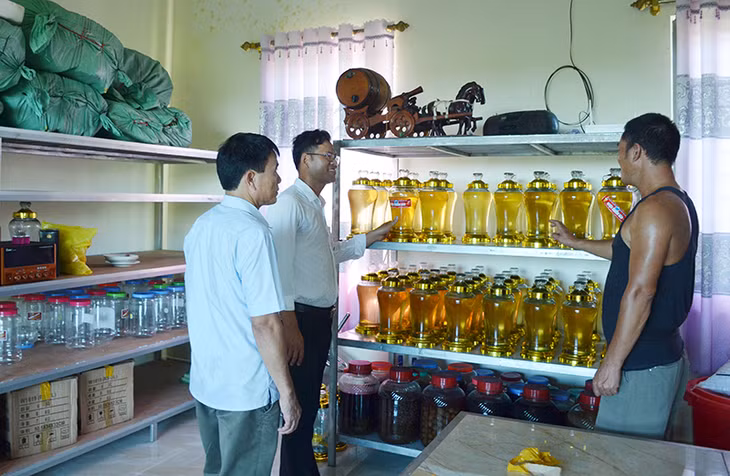 Cơ sở sản xuất chanh đào của hộ ông Vũ Văn Thiết, thôn Hải Đông, xã Quảng Thành, huyện Hải Hà (Ảnh: Nguyễn Chiến)