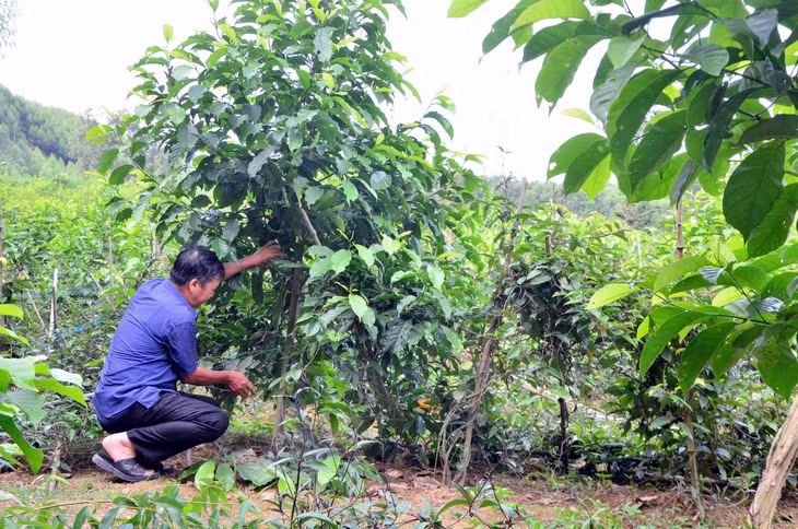 Cán bộ Công Ty Cổ Phần Phát Triển Rừng Bền Vững chăm sóc vườn ươm cây gỗ lớn tại xã Xã Thanh Sơn