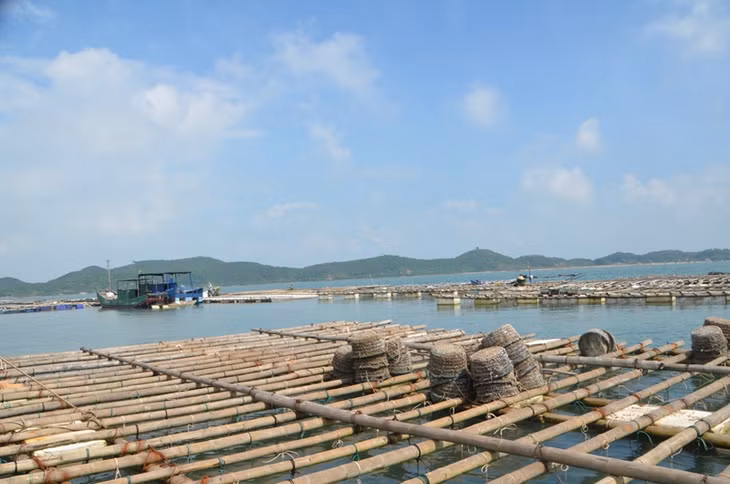 Khu vực Vụng Dầm (xã Vĩnh Trung, TP Móng Cái): Người dân đang tự ý khoanh nuôi trái phép