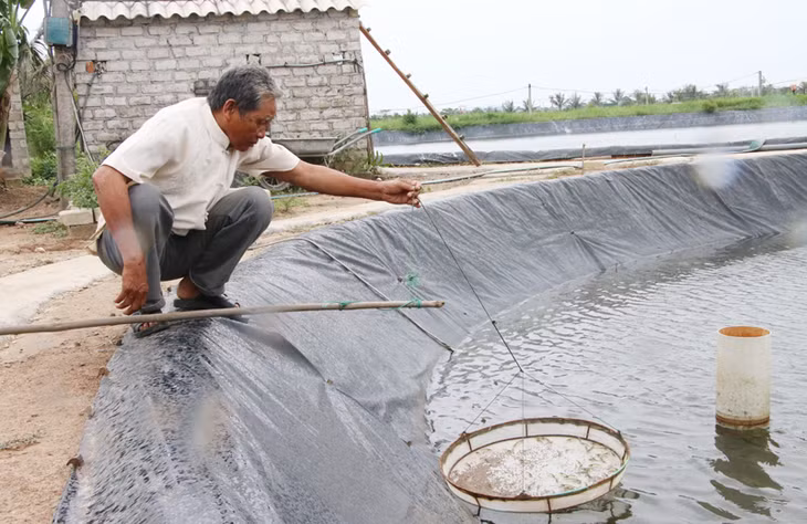 Ông Phạm Khắc Hỵ kiểm tra giống tôm trong mô hình nuôi tôm thẻ chân trắng của gia đình. 