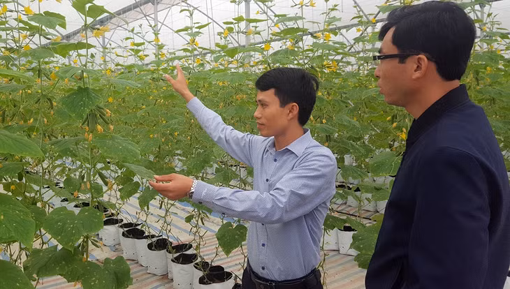 Mô hình trồng dưa trong nhà lưới của Công ty CP Thương mại và Xây dựng Đầm Hà