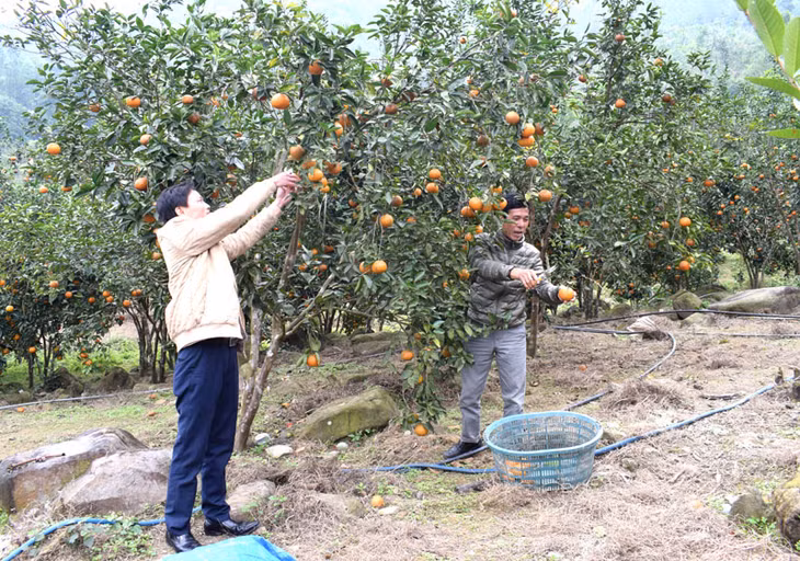 Thu hoạch mùa cam năm 2018 của người dân thôn Bản Sen, xã Bản Sen