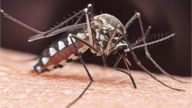 Virus viêm não 