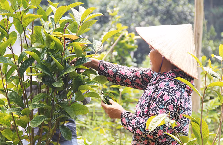 Hái lá trà đem bán mang lại nguồn thu nhập thường xuyên cho gia đình chị Đinh Thị Hiền