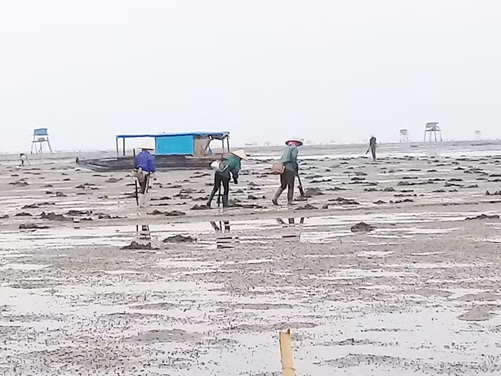 Huyện Hải Hà đã giải quyết dứt điểm tình trạng lấn chiếm bãi triều trái phép tại xã Phú Hải.