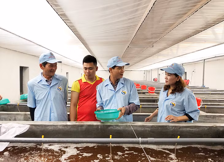 Lãi suất tín dụng giảm sẽ tạo động lực cho nhiều thành phần kinh tế phát triển. (Trong ảnh: Các hộ nuôi tôm thương phẩm thăm quan mô hình ươm con giống của Tập đoàn Việt Úc, huyện Đầm Hà)