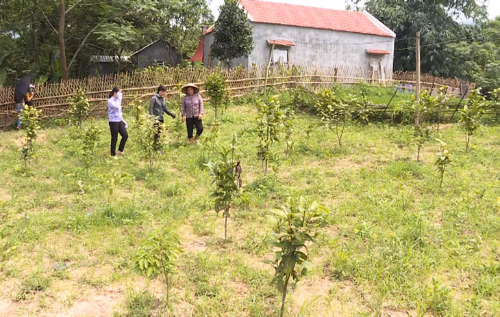 Một góc vườn cây trà hoa vàng của chị Đinh Thị Hiền