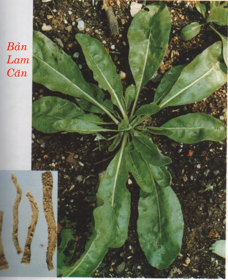 Bản lam căn- một trong các vị thuốc chữa bệnh răng miệng.