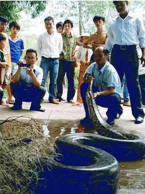 Bạc Liêu: Bắt được con trăn lớn nặng gần 100 kg ảnh 1