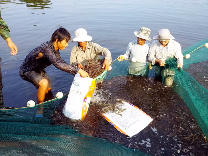 Nông dân xã Vạn Ninh (Móng Cái) thu hoạch tôm vụ xuân - hè. Ảnh: Hữu Việt