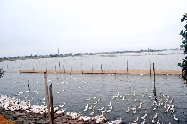 Người dân thôn 4 hàng ngày vẫn đang sử dụng nguồn nước hồ Hạ không đảm bảo vệ sinh. Trong ảnh: Người dân vẫn chăn nuôi vịt trong lòng hồ Hạ.