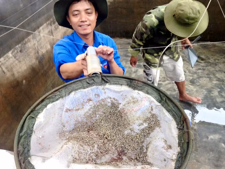 Kỹ sư Trung tâm KHKT và Sản xuất giống thuỷ sản Quảng Ninh tiến hành kiểm tra ốc giống tại trại sản xuất giống. Ảnh: Bùi Hữu Sơn