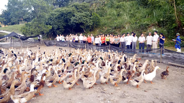 Đại diện cán bộ và hộ dân của 7 tỉnh miền núi phía Bắc tham quan mô hình nuôi vịt biển tại phường Mông Dương (TP Cẩm Phả).