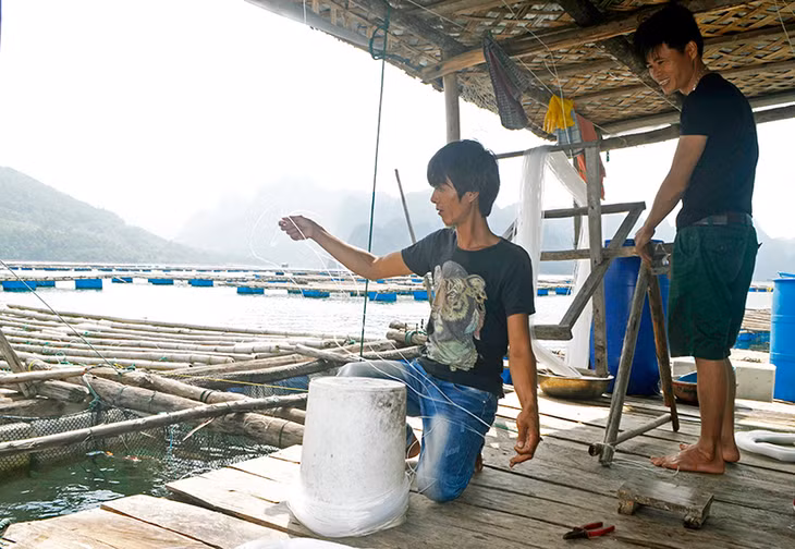 Hộ gia đình ông Phạm Văn Vời thôn Nà Sắn, xã Bản Sen (Vân Đồn) chuẩn bị cho vụ nuôi hàu mới.