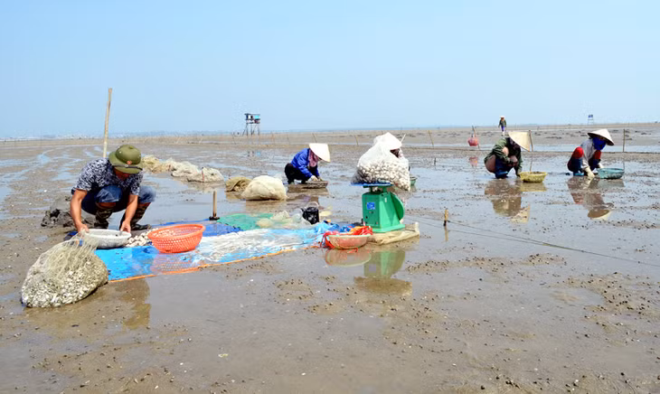 Nông dân xã Phú Hải (Hải Hà) thu hoạch nghêu.
