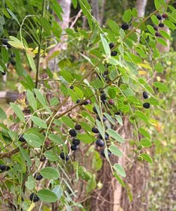 Cây và quả phèn đen.