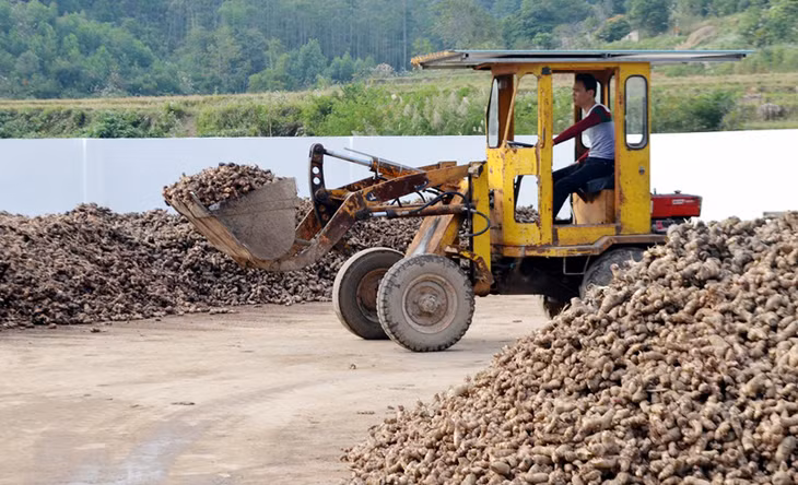 Điểm tập kết củ dong riềng của Công ty CP Thương mại và Dịch vụ Bình Liêu trước khi đưa vào chế biến.