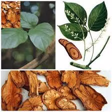 Cây và vị thuốc huyết rồng.