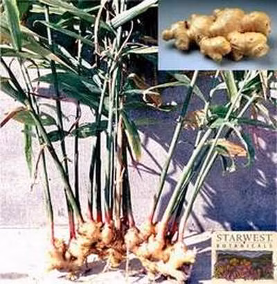 Củ gừng tươi.