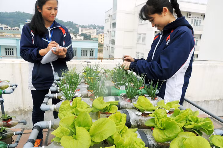 Mô hình “trồng rau thuỷ canh bằng dung dịch tự pha chế” của học sinh Trường THPT chuyên Hạ Long (TP Hạ Long) có tính ứng dụng cao trong thực tiễn. Ảnh: Đặng Thuỷ (CTV)
