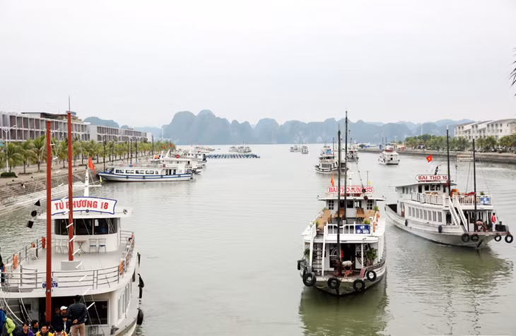 Đến chiều ngày 31-12 đã có 194 hãng tàu với hơn 400 phương tiện đăng ký đón, trả khách thăm quan Vịnh tại Cảng.