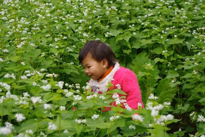Hình ảnh một bé gái người Thái trong vườn tam giác mạch tại bản Áng cách trung tâm thị trấn 5 km. Đây chính là điều đặc biệt của mùa đông năm nay khi một số hộ gia đình đã lần đầu tiên thử nghiệm thành công trồng loài hoa đặc trưng của cao nguyên đá Hà Giang tại Mộc Châu.