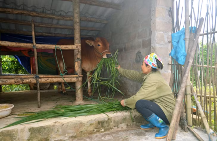 Bà Đỗ Thị Luyến, thôn Tân Đức, xã Quảng Đức, Hải Hà cho bò ăn cỏ bổ sung trong những ngày lạnh.