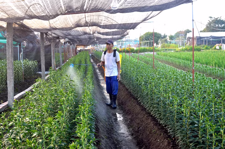 Mong cho vụ hoa Tết năm nay bà con được mùa, được giá. Trong ảnh: Chăm sóc hoa ly tại làng hoa Đồng Chè, thị trấn Trới, huyện Hoành Bồ.