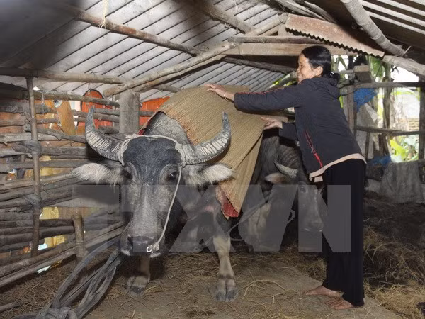 Nông dân vùng cao dùng chiếu đắp để giữ ấm cho đàn trâu. (Ảnh: Hồ Cầu/TTXVN)