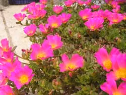 Hoa mười giờ.
