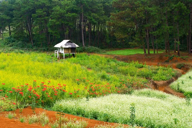 Nằm cách Hà Nội 190 km theo hướng quốc lộ 6, cao nguyên Mộc Châu từ lâu là điểm đến hấp dẫn biết bao người. Đường đi thuận lợi, khí hậu mát mẻ quanh năm cùng hệ thực vật bốn mùa khoe sắc... khiến nơi đây luôn là địa chỉ số một cho những kỳ nghỉ ngắn ngày tại miền Bắc.