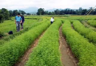 Diện tích diệp hạ châu tại thôn Hà Giàn, xã Đông Ngũ. (ảnh chụp thời điểm tháng 9-2015). Ảnh: Thanh Duyên