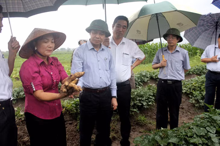 Phó Chủ tịch Thường trực UBND tỉnh Đặng Huy Hậu thăm mô hình trồng khoai lang cao sản tại phường Bình Ngọc, TP Móng Cái.