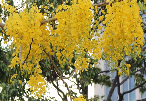 Sài Gòn cuối tháng ba trở nên đẹp hơn, tươi mới hơn nhờ những dãy muồng hoàng yến khoe sắc. 