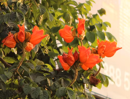Từng chùm hoa đỏ rực trong nắng.