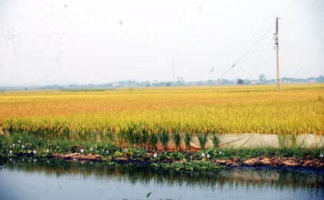 Những cánh đồng lúa quê tôi nay chẳng còn những cánh cò, cánh vạc.
