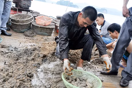 Với vài con tu hài thu hoạch vớt vát được như thế này không đủ để gia đình ông Nguyễn Văn Minh (khu 9, thị trấn Cái Rồng) trả tiền công thợ.