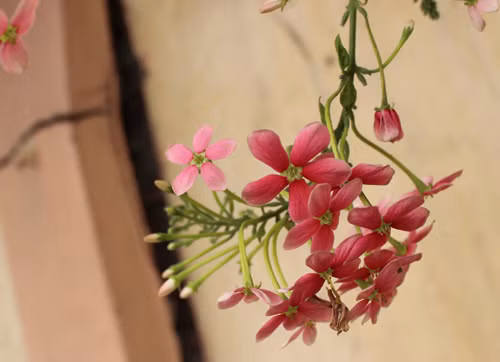 Cánh hoa li ti, đong đưa theo gió, mang mùi hương nhẹ nhàng dễ chịu. Loài dây leo xinh xắn này cũng thường được trồng trang trí trong vườn nhà, tạo thành một mảng tường mềm mại hoặc bờ rào đỏ xinh, ngan ngát hương đưa.