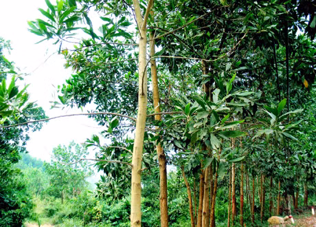 Rừng Hải Hà ngày càng có độ che phủ cao.