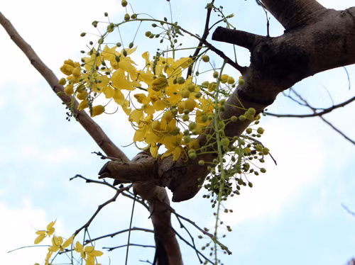 Muồng hoàng yến còn có tên gọi bọ cạp vàng, osaka, muồng hoàng hậu..