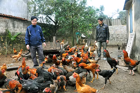 Cán bộ thú y xã Hưng Đạo, huyện Đông Triều kiểm tra, đánh giá độ sinh trưởng đàn gà của gia đình anh Phạm Văn Phong ở thôn Mễ Xá 1.
