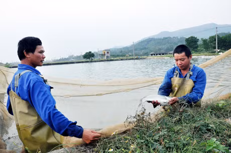 Cán bộ kỹ thuật của Trung tâm kiểm tra cá rô phi đơn tính Cát Phú bố mẹ.