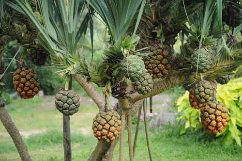 Theo kinh nghiệm dân gian, nhiều bộ phận của cây dứa dại được sử dụng làm thuốc, rễ thu hái quanh năm 