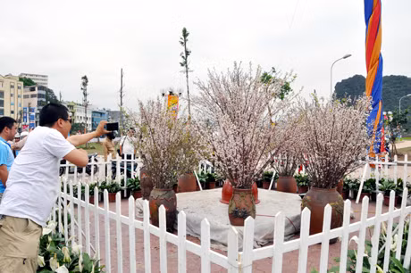 Những cành hoa anh đào trong Lễ hội hoa anh đào 2013.
