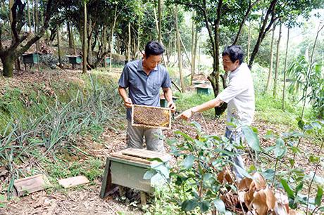 Mô hình nuôi ong lấy mật của hội viên CCB huyện Hoành Bồ.