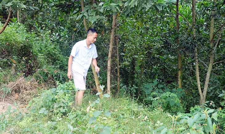 Anh Đặng Hữu Lâm (thôn Tân Ốc 1, xã Đồng Sơn, huyện Hoành Bồ) chăm sóc vườn rừng của gia đình.