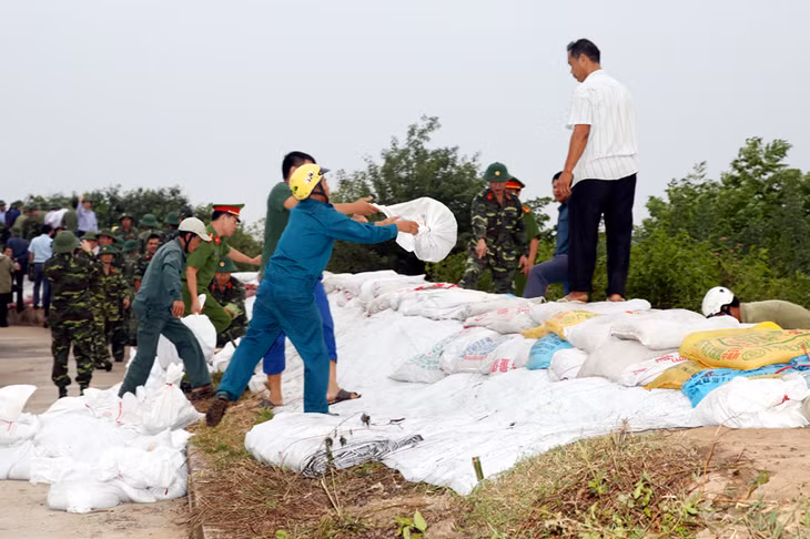 Nhân dân và các lực lượng vũ trang TX Quảng Yên tập trung gia cố, khắc phục các vị trí đê xung yếu và hỗ trợ nhân dân thu hoạch lúa trước khi bão về.