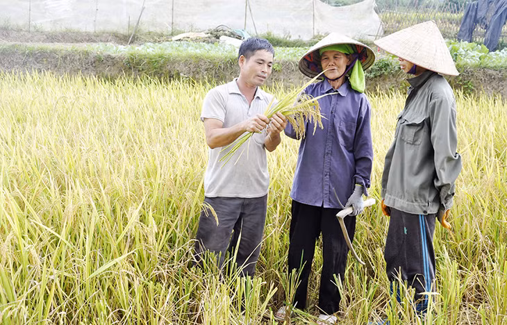 Ông Hoàng Vĩnh Thàm, Phó Bí thư Chi bộ thôn Nà Phạ 2, xã Tình Húc (Bình Liêu) chia sẻ với bà con về hiệu quả khi trồng giống lúa nếp mới ĐT52.